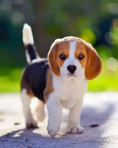 Linda filhote de beagle femea 