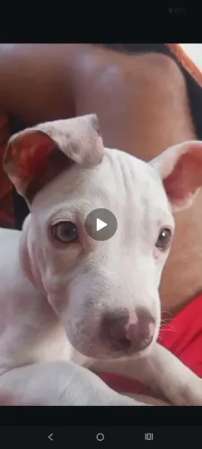 Filhote de Pitbull fêmea