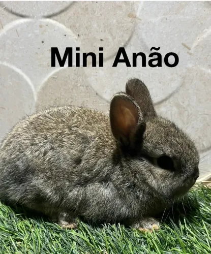 Mini coelho
