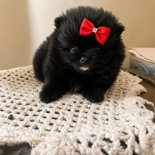 Filhote fêmea Spitz alemão ( Lulu da pomerania) maravilhosa 