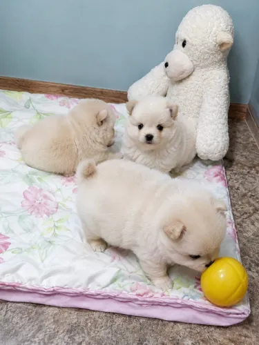 Spitz alemão/lulu da pomerânia macho