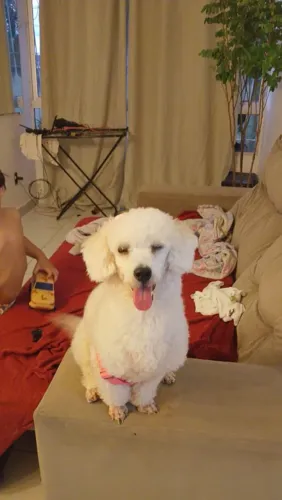Poodle fêmea 10meses