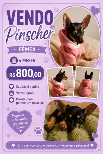 Pinscher fêmea 1