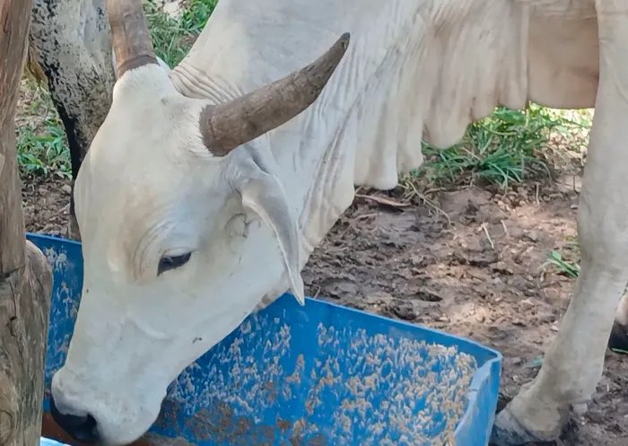 VACA PO NELORE RIGISTRADA + NOVILHA