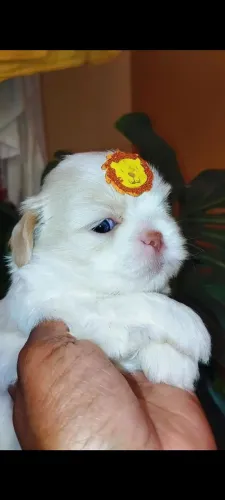 Shih tzu macho