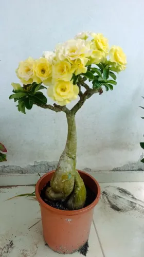 Rosa do Deserto - Bridal Buquê - Estilo Bonsai