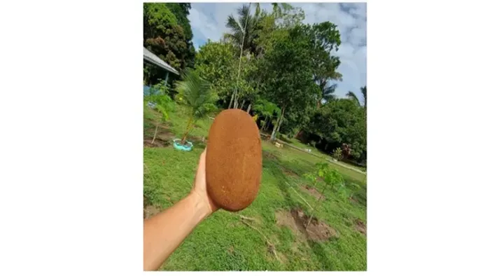 Terreno com benfeitorias no Tarumã- 100 x 50