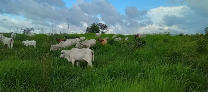 72 alqueires com 90% aberta na região de Bragança Pará 8 mil por hectare