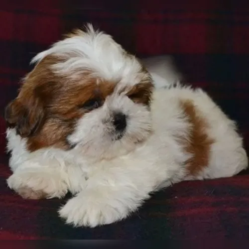 Shih Tzu lindos filhotes