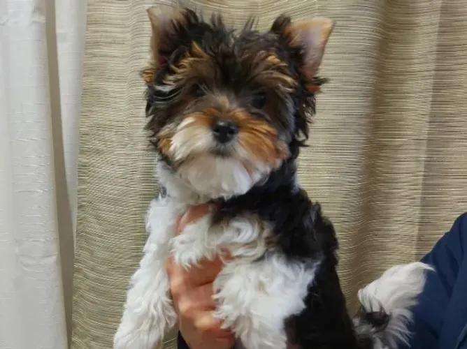 Biewer Terrier fêmea com Medalha de Geolocalização e Suporte Pós-Venda