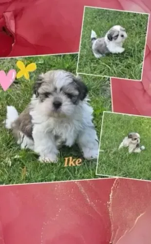 Filhotes Mini de Shih-Tzu com Assistência Pós-Venda