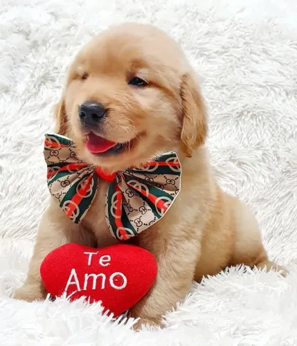 Golden retriever padrão americanos