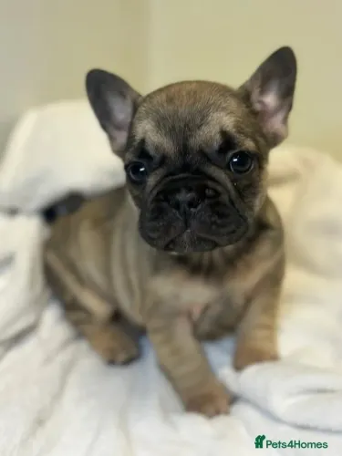 O francês mais fofo que você vai conhecer ?