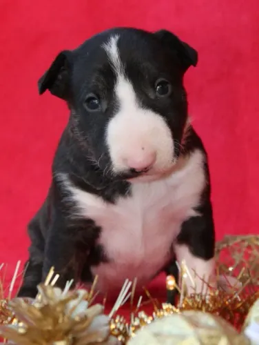  Bull Terrier Inglês Pirata/fulvo/tricolor/White e black brindler, machos e fêmeas