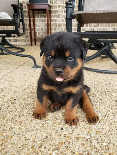 Filhote Rottweiler, Felicidade de Quatro Patas Para Completar Sua Vida!