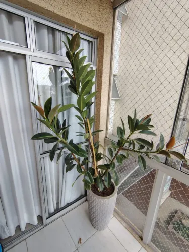 Planta Ficus Elástica com vaso
