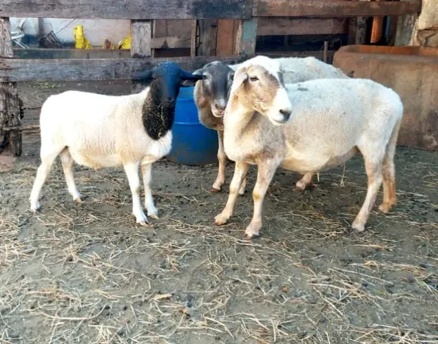 Carneiro para venda