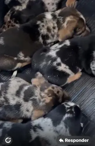Basset teckel mini e encantador 
