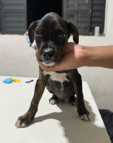 Doação cachorro macho