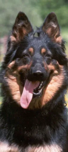 Cachorro