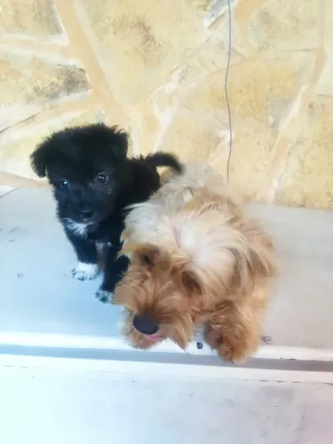 lindos e fofos