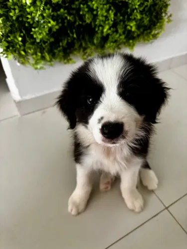 Vendo filhote de Border Collie