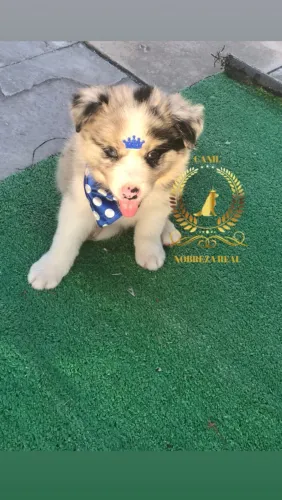 Border Collie @CanilNobrezaReal