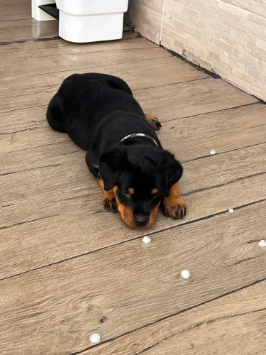 Filhote rotweiller