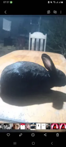 Coelho macho