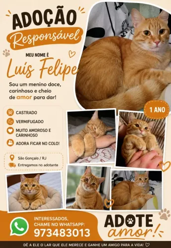 Doação de gatinhos