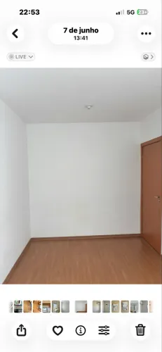 Palmeira real