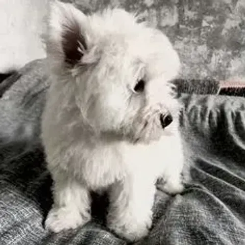 West Terrier Filhotes Muito Especiais
