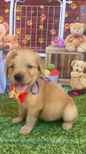 Golden retriever recibo garantia de saúde lindos filhotes pronta entrega