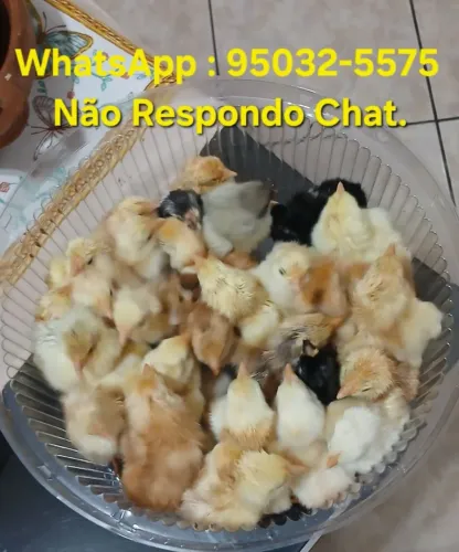 Pintinhos Caipira