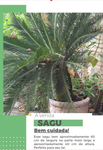PLANTA SAGU