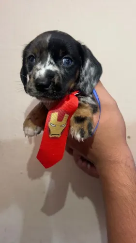 Dachshund com linhagem selecionada disponível