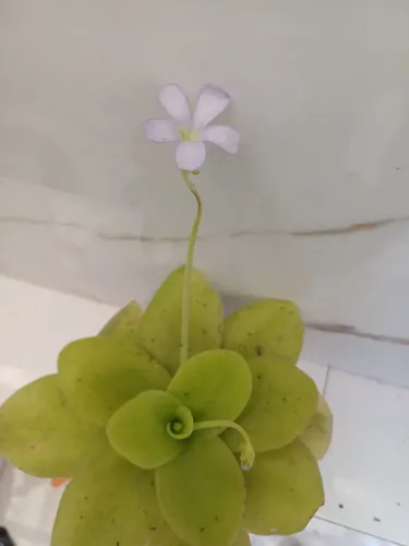 planta carnívoro pinguicula
