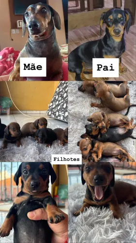 Vendo Filhotes de Dachshund