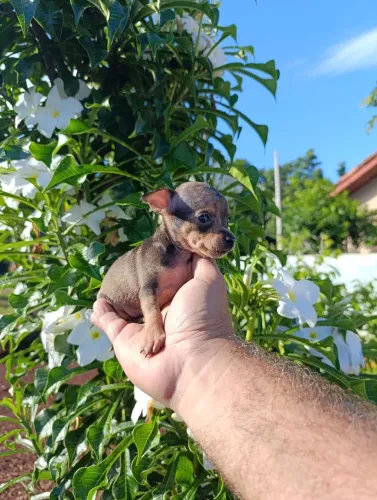 Filhote de pinscher miniatura cor arlequim