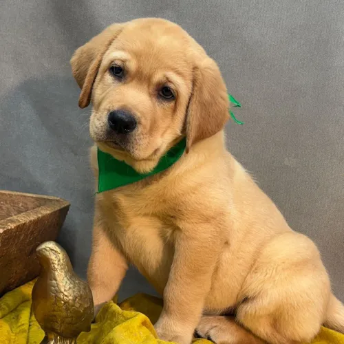 Labrador | Criação responsável e focada no bem-estar animal