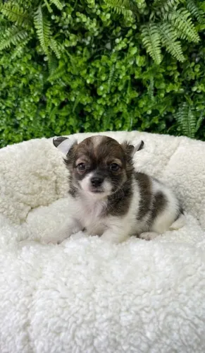 Chihuahua com pedigree CBKC