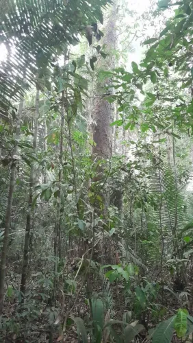 ? OPORTUNIDADE EM LÁBREA-AM ?<br><br>VENDE-SE 1 HECTARE COM MATA NATIVA