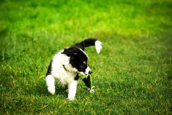 Filhote de Border Collie O Parceiro Ideal Para Sua Família