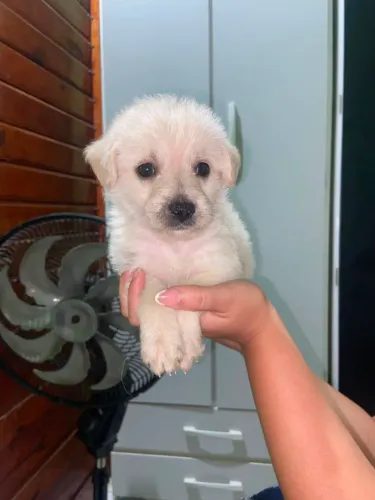 vende cachorro