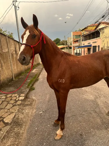 CAVALO 