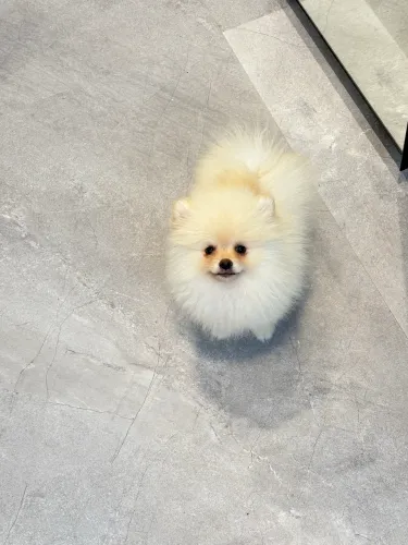 Lulu da Pomerania / Spitz alemão 
