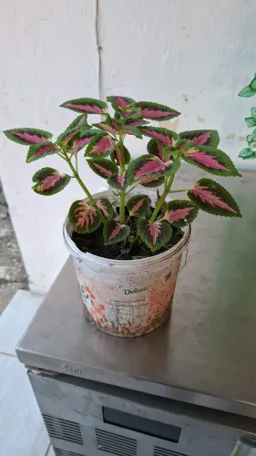 Coléus, planta ornamental. Valor: 10,00 reais cada.