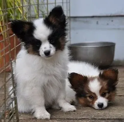 Papillon Filhotes inteligentes