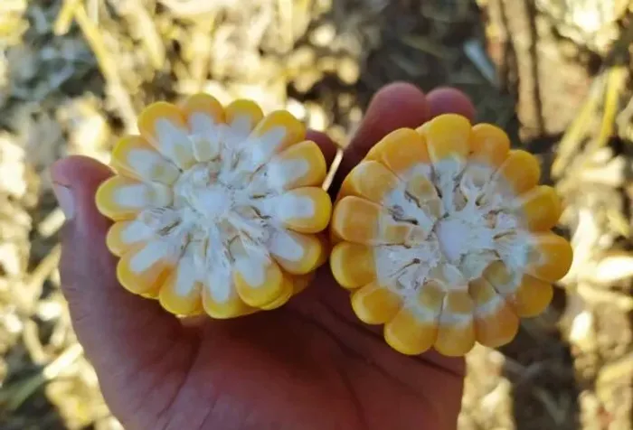 Venda de Milho,Quirela de milho moído, Farelo de Soja direto da fazenda sem atravessadores