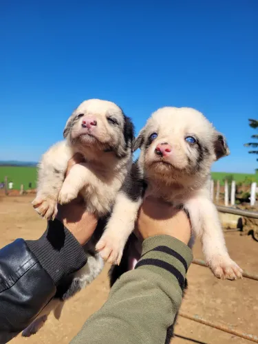 Filhotes de boder collie